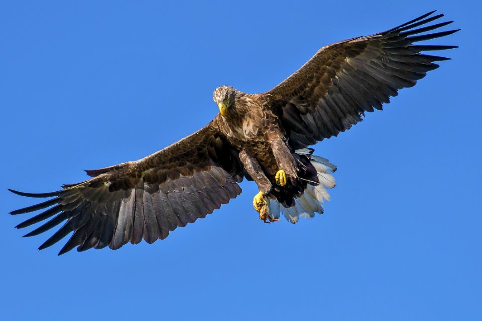 Flying Bird During Day