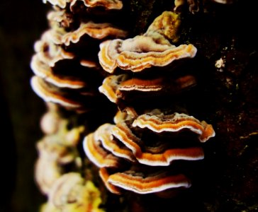 Mushrooms Tree