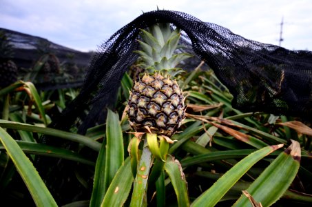 Pineapple Plant Sky Food photo