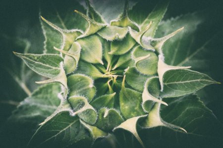 Close-up Of Plant