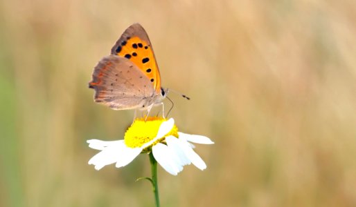 Close Photography Of Orange And Brown Butterfly On White Daisy During Daytime