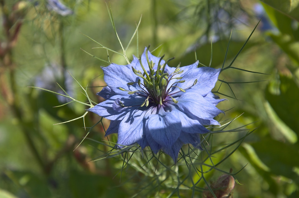 Blossom bloom blue