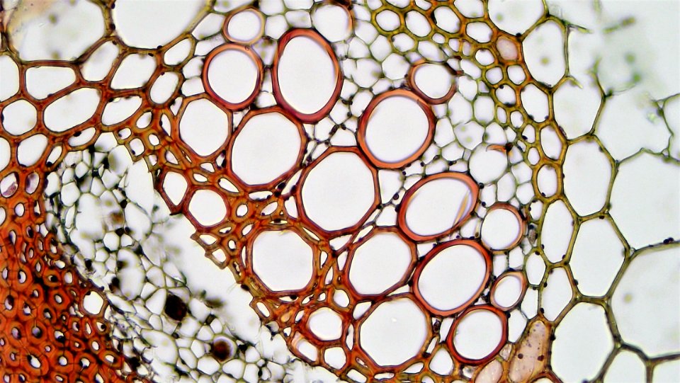 Primary Xylem And Phloem The Herbaceous Dicot Stem Helianthus photo