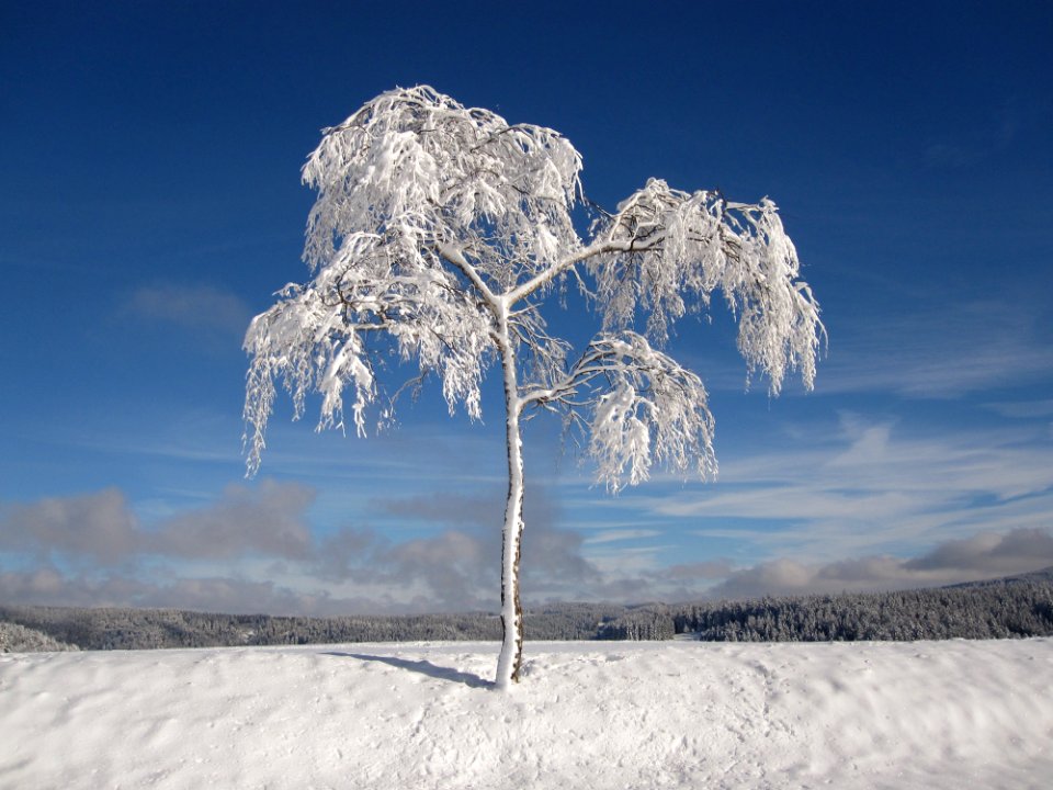 Winter Sky Snow Freezing photo