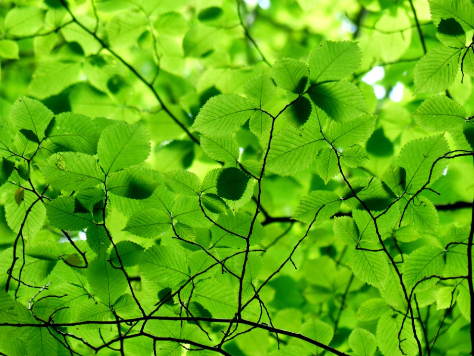 Green Leaf Vegetation Flora