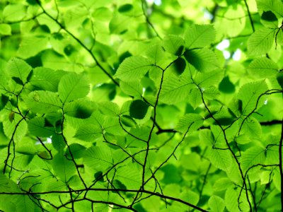 Green Leaf Vegetation Flora