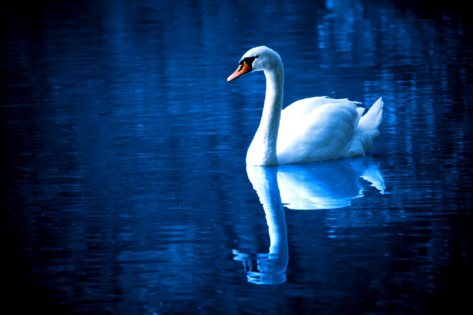Swan Reflection Water Water Bird