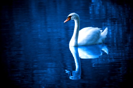 Swan Reflection Water Water Bird