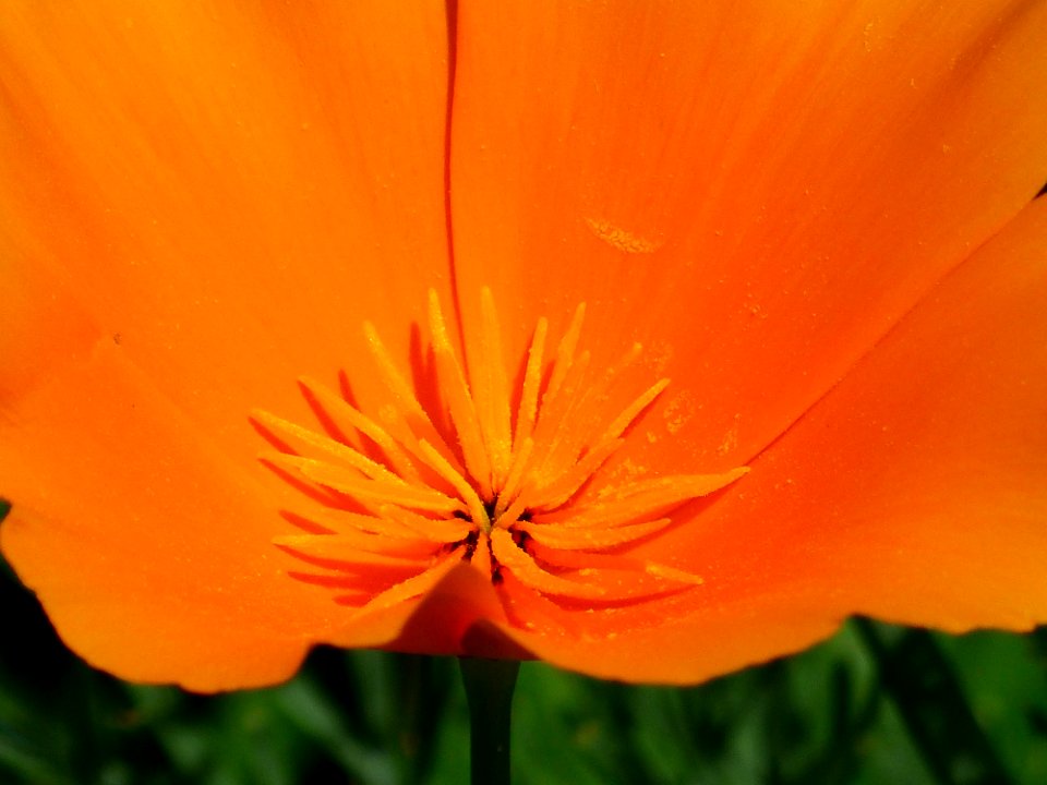 Flower Orange Wildflower Eschscholzia Californica
