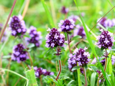 Plant Flower Flora Breckland Thyme photo