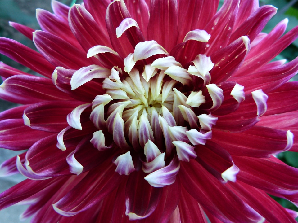 Bloom blossom petals