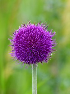 Silybum Thistle Plant Purple photo