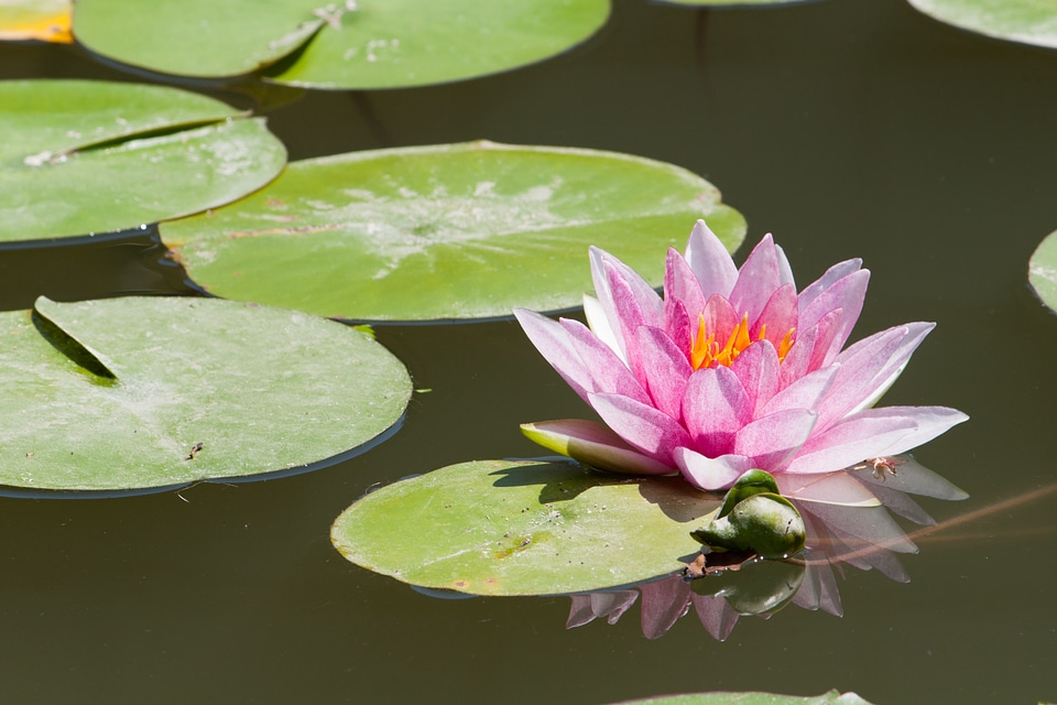Flower pond natural