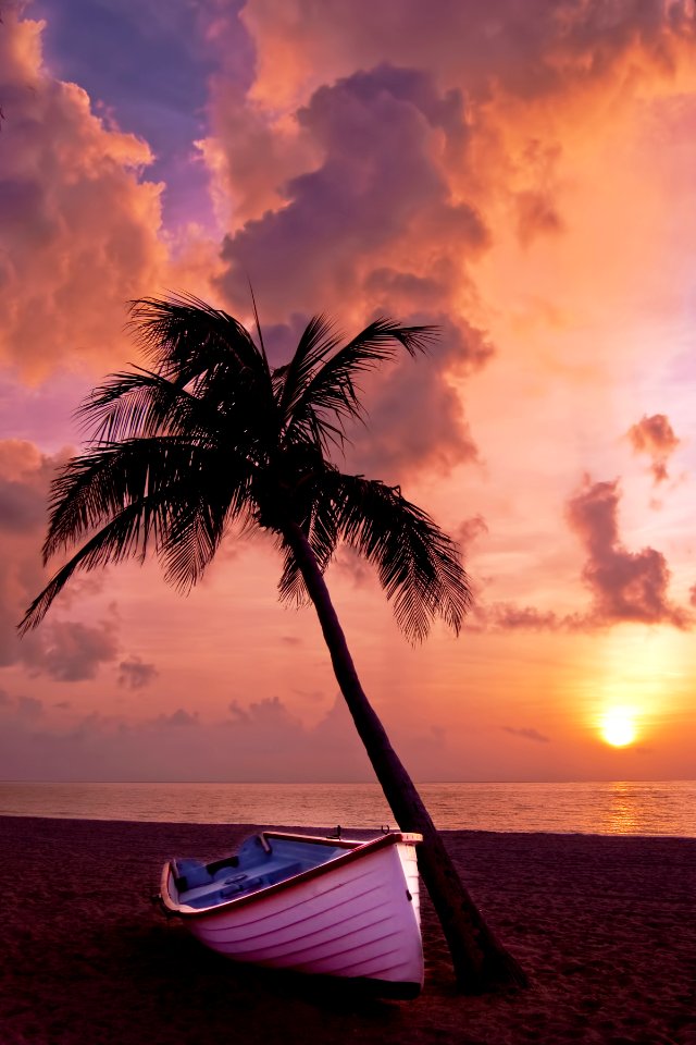 Sky Sunset Sea Palm Tree
