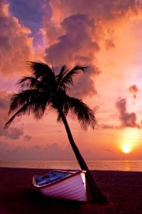Sky Sunset Sea Palm Tree photo