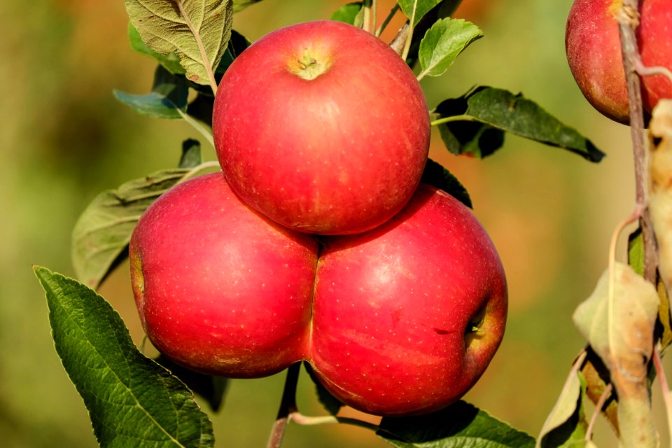 Fruit Natural Foods Apple Local Food