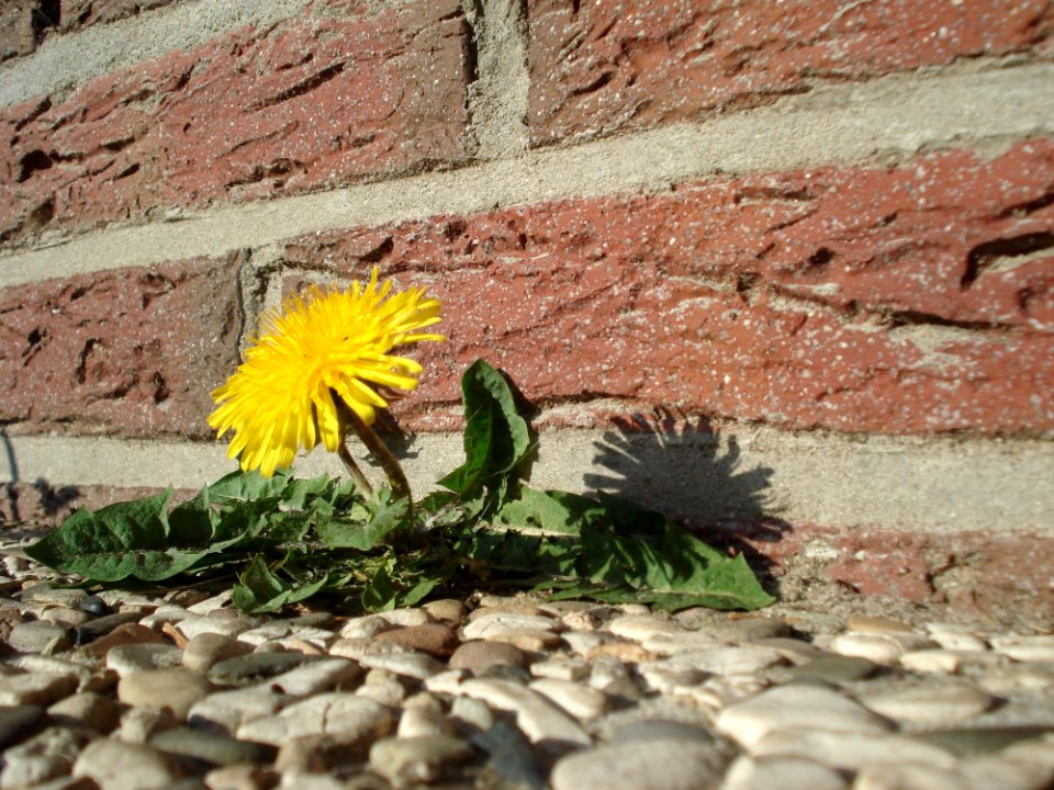 Flower Yellow Flora Plant