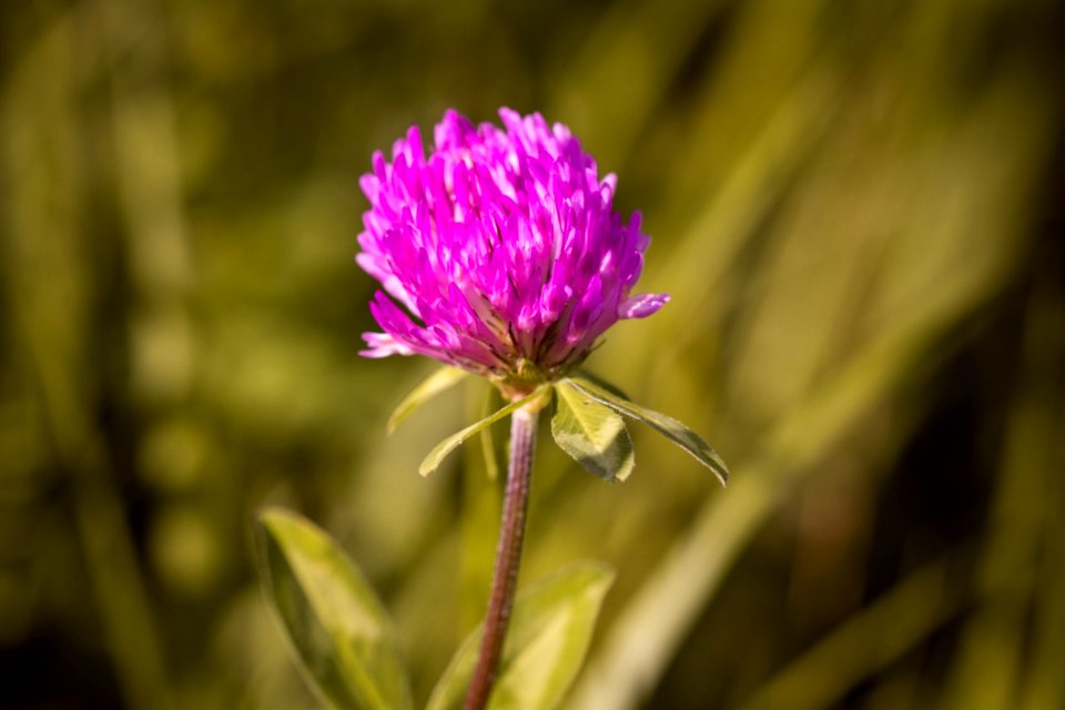 Flower Plant Flora Close Up