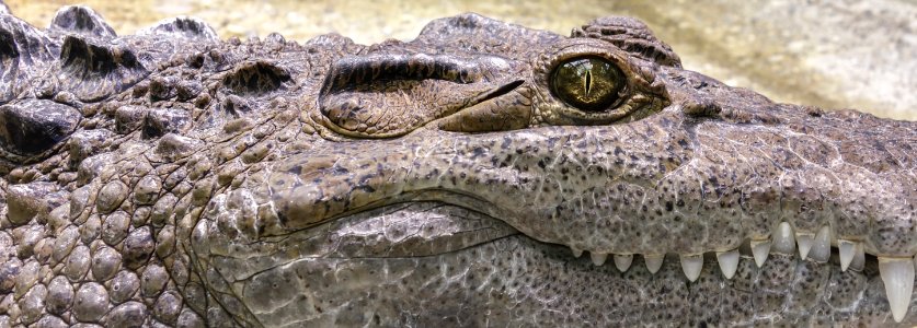 Crocodilia Crocodile Reptile American Alligator