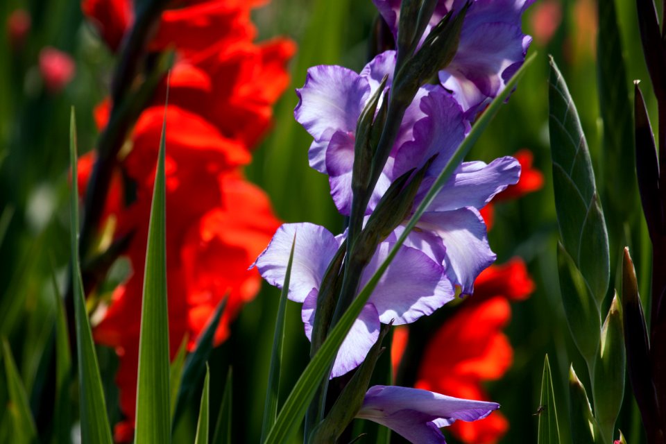 Flower Plant Flora Flowering Plant