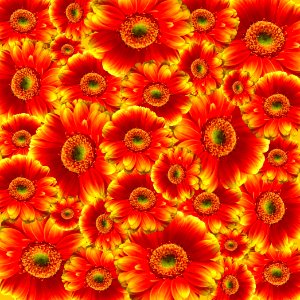 Flower Gerbera Chrysanths Blanket Flowers
