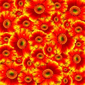 Flower Gerbera Chrysanths Blanket Flowers photo