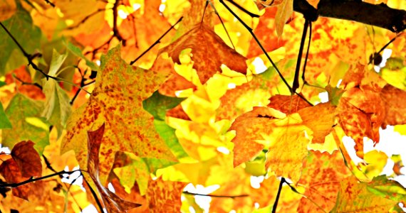 Autumn Fall Leaves Leaves