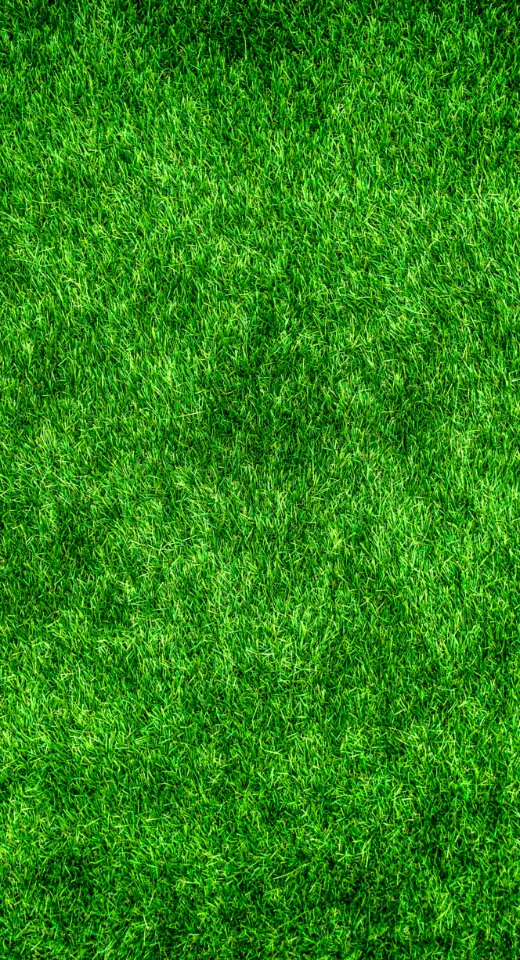 Green Grass Vegetation Lawn