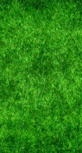 Green Grass Vegetation Lawn photo