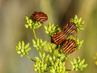 Butterfly Insect Moths And Butterflies Brush Footed Butterfly photo