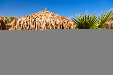 Sky Grass Grass Family Arecales