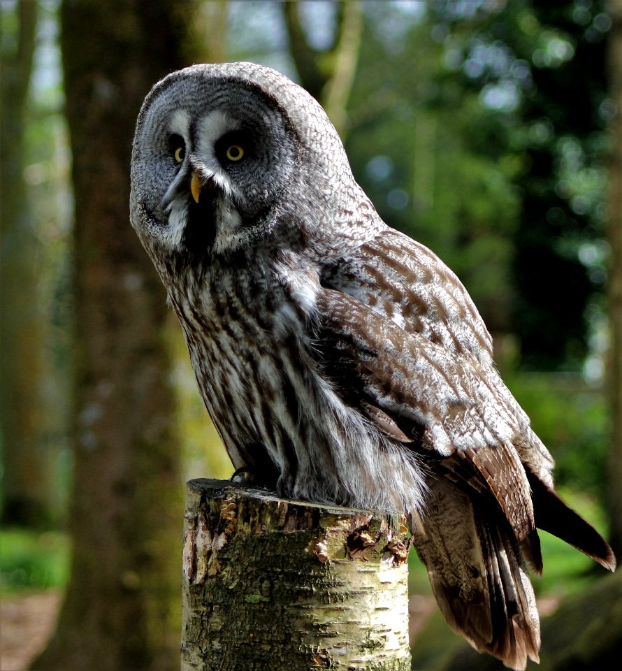 Owl Great Grey Owl Bird Of Prey Bird