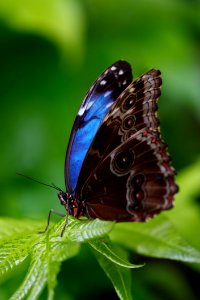 Butterfly Insect Moths And Butterflies Lycaenid