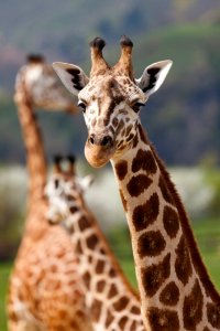 Giraffe Terrestrial Animal Wildlife Giraffidae