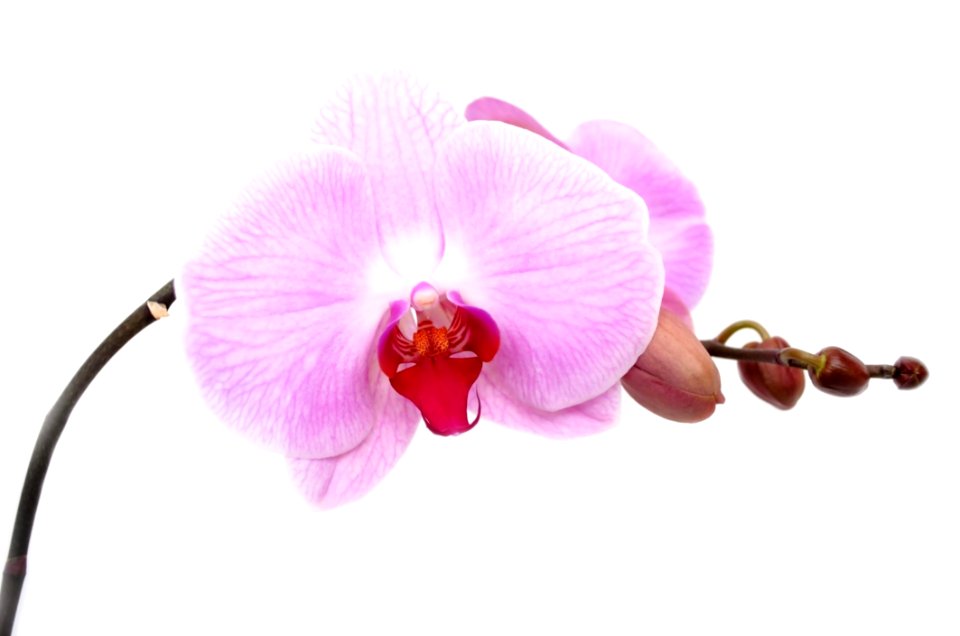 Flower Flowering Plant Pink Moth Orchid