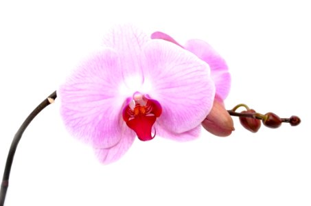 Flower Flowering Plant Pink Moth Orchid photo