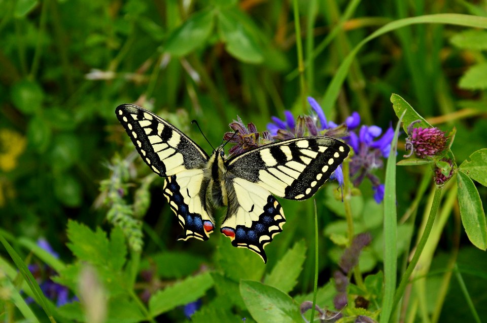 Butterfly Moths And Butterflies Insect Lycaenid