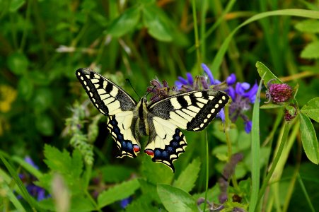 Butterfly Moths And Butterflies Insect Lycaenid photo