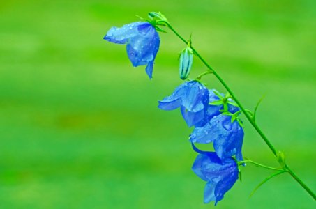 Blue Leaf Flora Flower