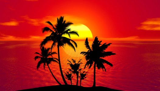Sunset Sky Palm Tree Arecales