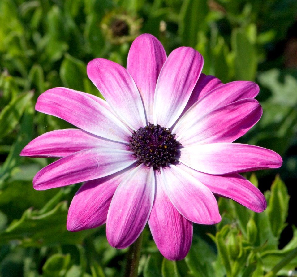 Flower Flora Plant Purple