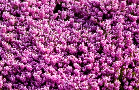Purple Pink Plant Flower photo