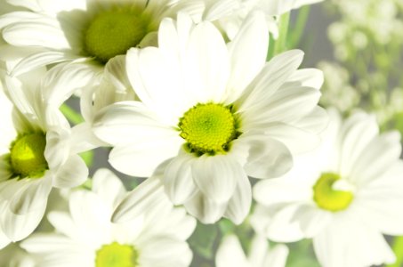 Flower Oxeye Daisy Chamaemelum Nobile Flora