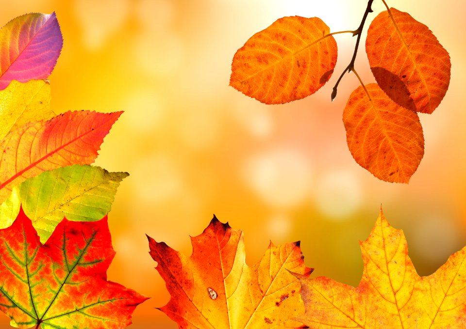 Leaf Deciduous Autumn Orange