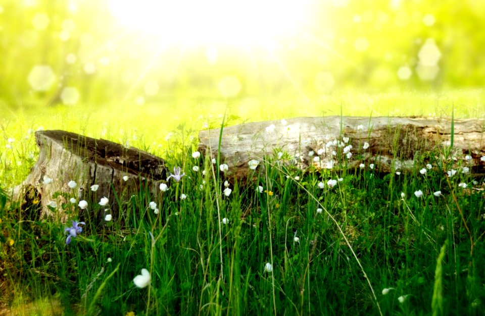 Grass Vegetation Wildflower Meadow