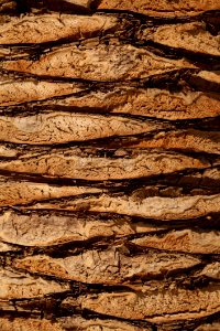 Wood Rock Geology Trunk