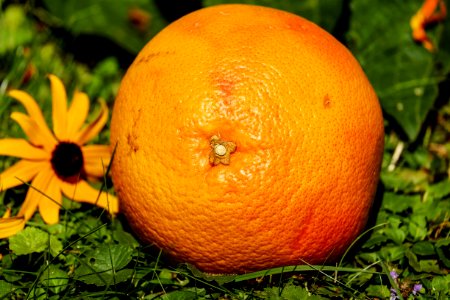 Fruit Citrus Produce Tangerine photo