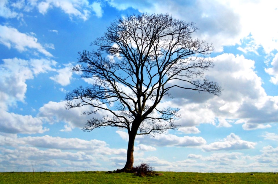 Sky Tree Cloud Woody Plant