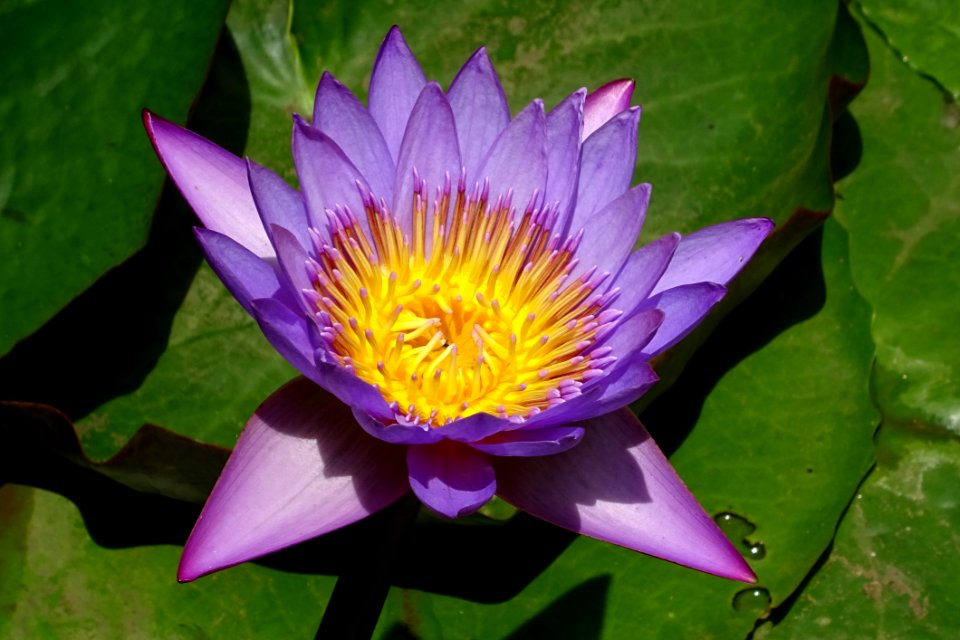 Flower Flora Plant Purple
