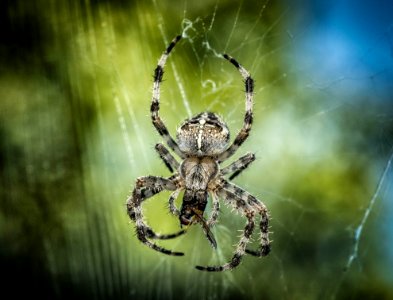 Spider Arachnid Orb Weaver Spider Invertebrate